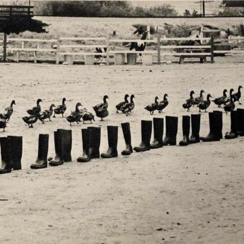 A monochrome photograph by Eleanor Antin, showing a long line of ducks walking past a long line of black rubber boots placed in a row.